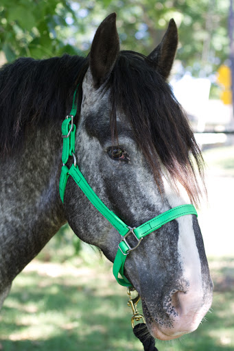 Heavy Draft Horse - Into The Void (Appaloosa)